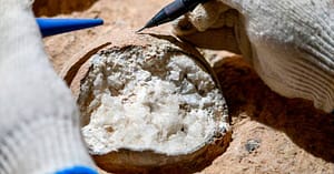 Cientistas Datam pela Primeira Vez Ovo de Dinossauro Fossilizado