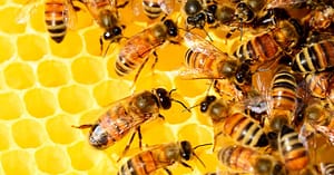 Genética Comum: Humanos e Abelhas na Vida Social