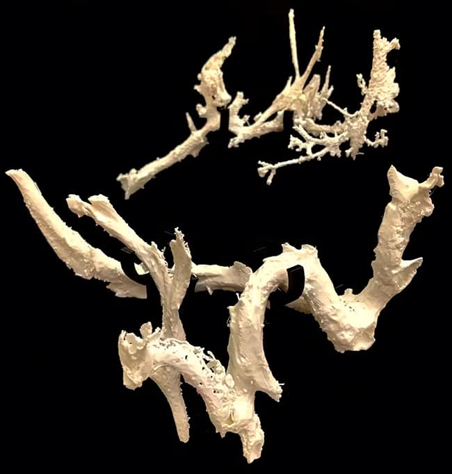 Modelos impressos em 3D das estruturas vasculares encontradas na costela de Scotty.