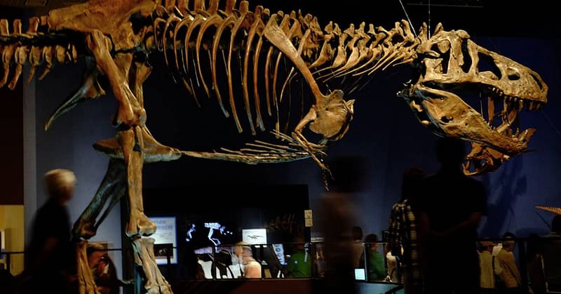 Vasos Sanguíneos Encontrados no Maior Fóssil de T. Rex do Mundo