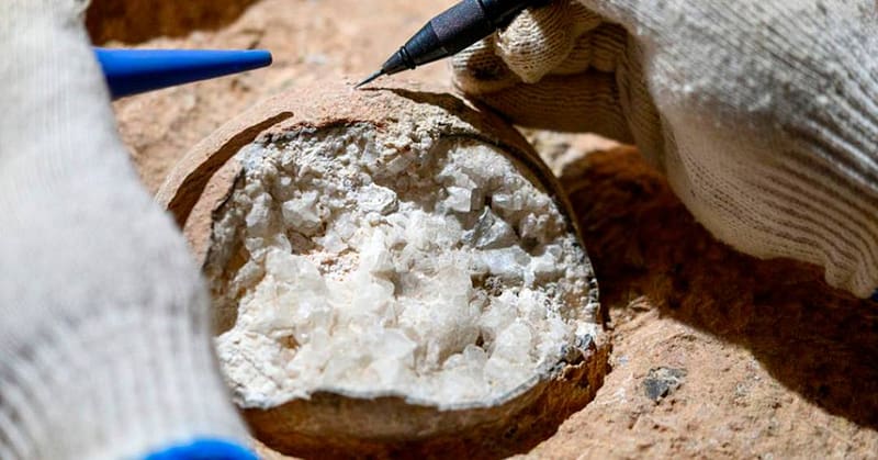 Cientistas Datam pela Primeira Vez Ovo de Dinossauro Fossilizado