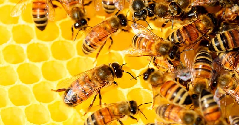 Genética Comum: Humanos e Abelhas na Vida Social